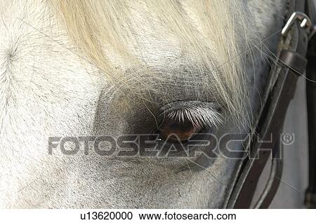 Stock Image -  horse closeup gray dapple pony eye equestrian. Fotosearch