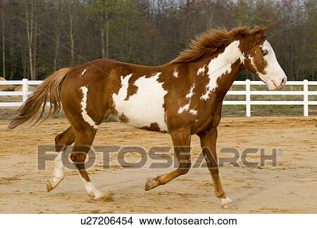Picture -  horse little miss glenlivet equinine equestrian. Fotosearch