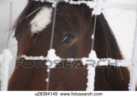 horse winter eyeing frost covered fence animal View Large Photo Image Stock Photo - horse winter eyeing frost covered fence animal . Fotosearch