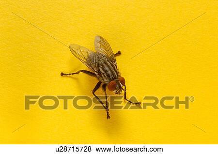 house anatomy closeup copy space detail fly View Large Photo Image Stock Photo - house anatomy closeup copy space detail fly. Fotosearch