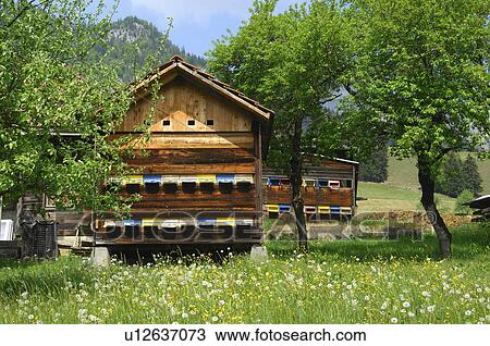 house bee beeyard simmental View Large Photo Image Stock Image - house bee beeyard simmental . Fotosearch