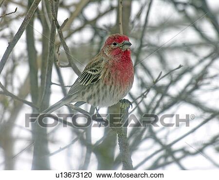 house bird finch monroe county indiana View Large Photo Image Stock Image - house bird finch monroe county indiana . Fotosearch