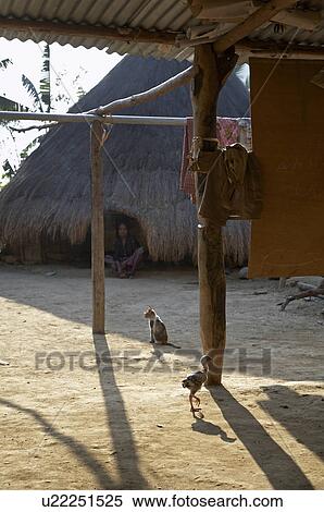 Stock Photography -  house cat timor leste plus chicken area painet. Fotosearch
