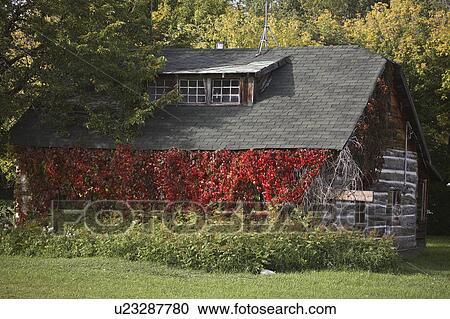 house ivy covered wall alberta farm building View Large Photo Image Stock Image - house ivy covered wall alberta farm building. Fotosearch
