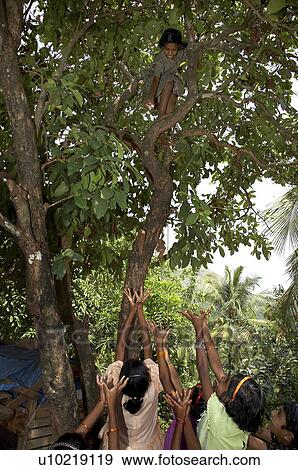 india girls harvesting jambu fruits mary matha View Large Photo Image Stock Photo - india girls harvesting jambu fruits mary matha. Fotosearch