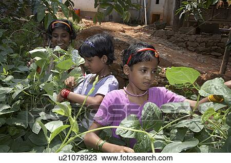 india girls working in vegetable plot mary matha View Large Photo Image Stock Image - india girls working in vegetable plot mary matha. Fotosearch