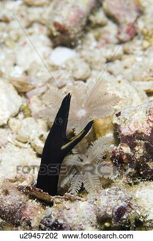 juvenile ribbon eel underwater immature quaesita View Large Photo Image Stock Image - juvenile ribbon eel underwater immature quaesita. Fotosearch