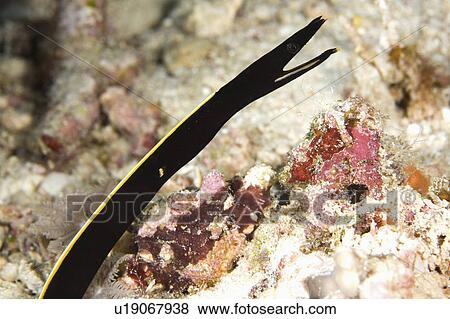 Stock Photo -  juvenile ribbon eel underwater immature quaesita. Fotosearch