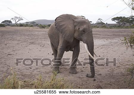 Stock Photography -  kenya elephant female amboseli national park sub. Fotosearch