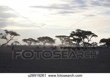 Stock Image -  kenya landscape masai herding cattle sunset park. Fotosearch