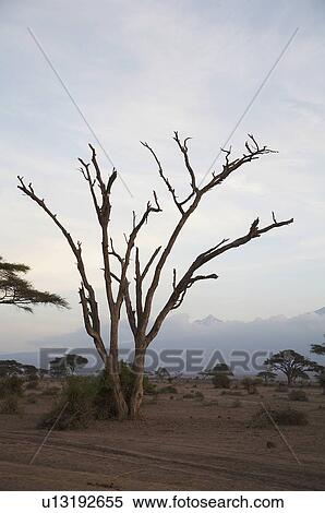 Stock Photography -  kenya landscape mount amboseli national park . Fotosearch