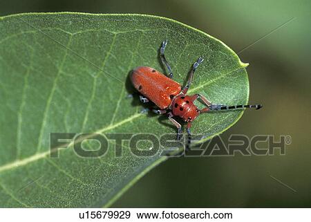 leaf milkwood borer beetle showy mosier or usa View Large Photo Image Stock Photo - leaf milkwood borer beetle showy mosier or usa. Fotosearch