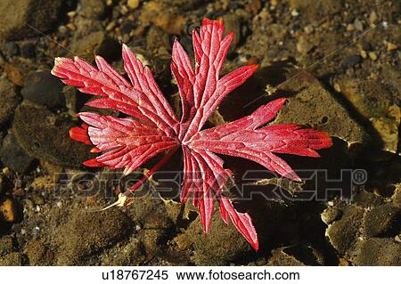 leaf red fallen in rocks autumn plant vegetation View Large Photo Image Stock Photography - leaf red fallen in rocks autumn plant vegetation. Fotosearch
