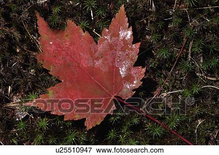 Stock Photo -  leaf red maple moss autumn muskoka ontario moist. Fotosearch