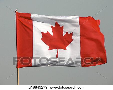 leaf red white flapping flying wind breeze pole View Large Photo Image Stock Photo - leaf red white flapping flying wind breeze pole. Fotosearch