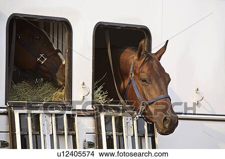 looking out trailers window horses View Large Photo Image Picture - looking out trailers window horses . Fotosearch