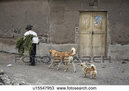 Stock Image -  man peru male walking two dogs yanque colca. Fotosearch