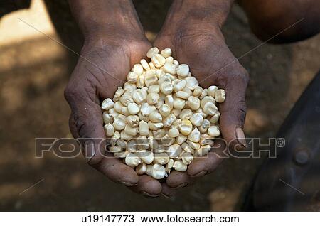 man timor leste holding maize corn seeds View Large Photo Image Stock Image - man timor leste holding maize corn seeds . Fotosearch