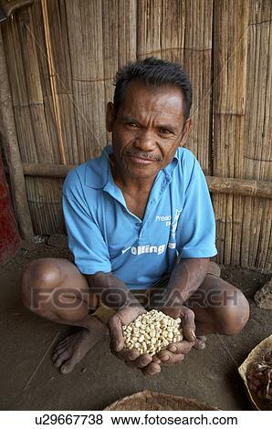 Stock Photo -  man timor leste holding maize corn seeds . Fotosearch