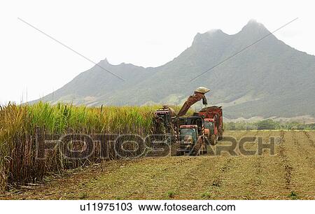 mechanized cut fo sugar cane mauritius africa View Large Photo Image Stock Image - mechanized cut fo sugar cane mauritius africa . Fotosearch