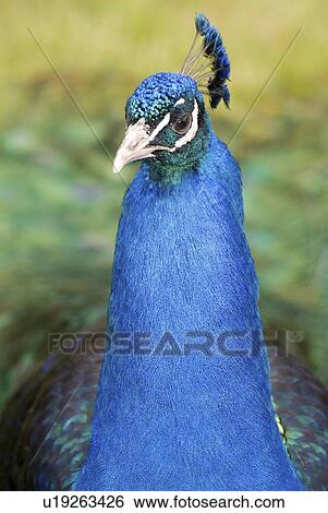 Stock Photograph -  michigan city in zoo 0962 washington park usa. Fotosearch
