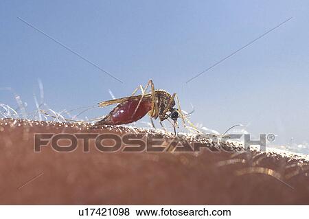 mosquito oak hammock marsh manitoba canada pest View Large Photo Image Stock Photo - mosquito oak hammock marsh manitoba canada pest. Fotosearch