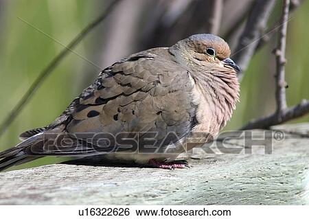 Stock Photograph -  mourning dove oak hammock marsh manitoba canada. Fotosearch