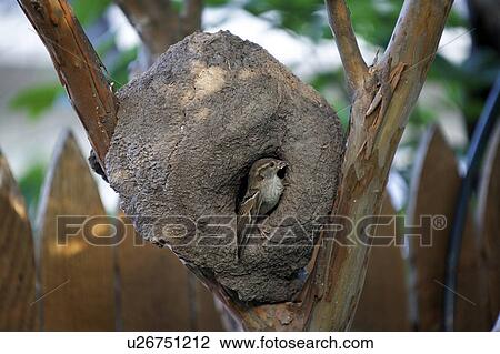Stock Image -  mud nest hornero ovenbird removed location crape. Fotosearch
