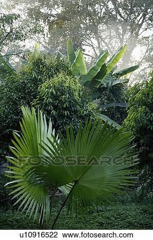 Stock Image - myanmar vegetation. Fotosearch