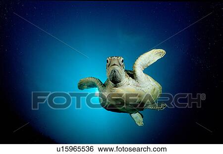 nature animal aquatic big chelonia mydas View Large Photo Image Stock Photograph - nature animal aquatic big chelonia mydas . Fotosearch