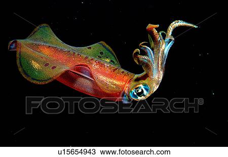 nature animal aquatic colorful copy space exotic View Large Photo Image Stock Image - nature animal aquatic colorful copy space exotic. Fotosearch