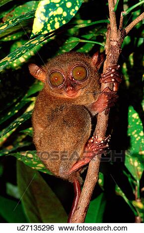 nature animal bizarre branch climbing endangered View Large Photo Image Stock Photograph - nature animal bizarre branch climbing endangered. Fotosearch