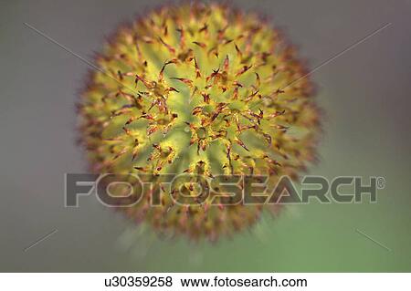 Stock Photo -  nature art in scenic alberta perennial weed. Fotosearch