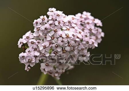 nature art in scenic alberta perennial weed View Large Photo Image Stock Photograph - nature art in scenic alberta perennial weed. Fotosearch