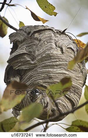 Stock Image -  nature art odd shaped wasps nest in scenic wasp. Fotosearch