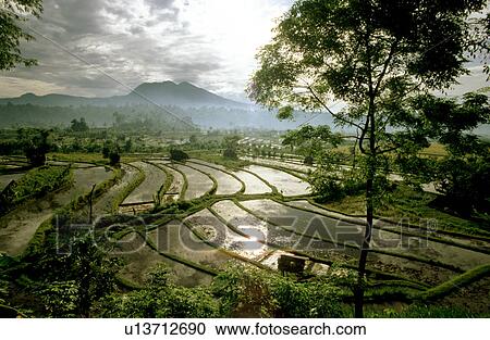 nature asia bali bucolic calm calmness crop View Large Photo Image Stock Image - nature asia bali bucolic calm calmness crop. Fotosearch