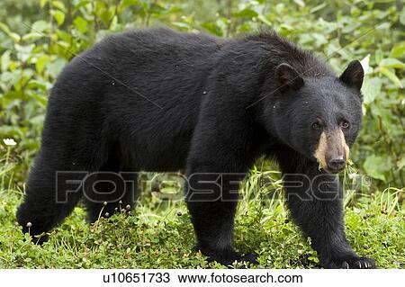 nature black bear highway in northern british columbia View Large Photo Image Stock Image - nature black bear highway in northern british columbia. Fotosearch