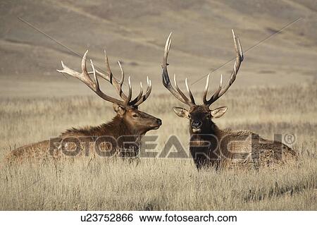 Stock Photograph -  nature bull elks large antlers in scenic animal. Fotosearch