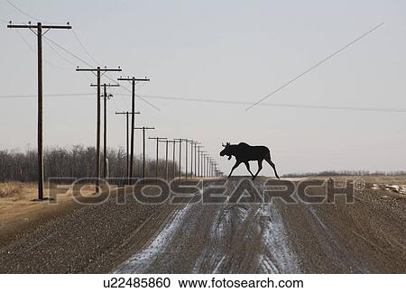 nature bull moose crossing country road alces View Large Photo Image Stock Image - nature bull moose crossing country road alces . Fotosearch