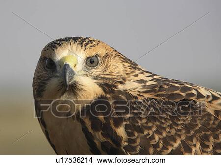 nature close up young hawk in scenic swainsons View Large Photo Image Picture - nature close up young hawk in scenic swainsons . Fotosearch