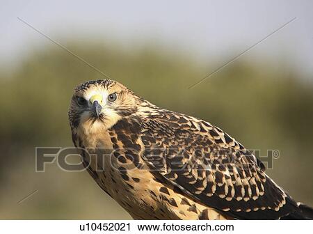 nature close up young hawk in scenic swainsons View Large Photo Image Stock Image - nature close up young hawk in scenic swainsons . Fotosearch