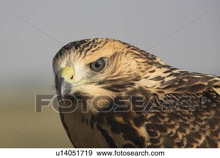 Stock Photo -  nature close up young hawk in scenic swainsons . Fotosearch