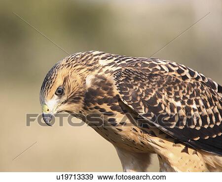 nature close up young hawk in scenic swainsons View Large Photo Image Stock Photo - nature close up young hawk in scenic swainsons . Fotosearch