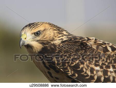 nature close up young hawk in scenic swainsons View Large Photo Image Stock Photograph - nature close up young hawk in scenic swainsons . Fotosearch