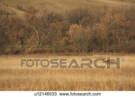 nature deer grazing nicolle flats in scenic buck View Large Photo Image Stock Image - nature deer grazing nicolle flats in scenic buck. Fotosearch