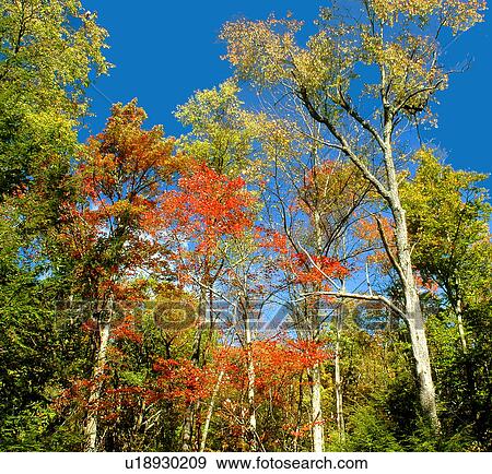 Stock Photo -  nature fall foliage in forest autumn seasons. Fotosearch