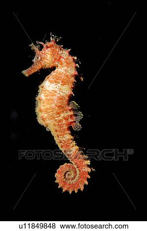 Stock Photo -  nature fish aquatic closeup . Fotosearch