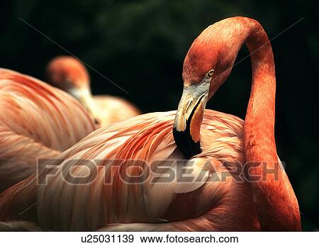 Stock Photo -  nature flamingo wading bird ruber vertebrate . Fotosearch