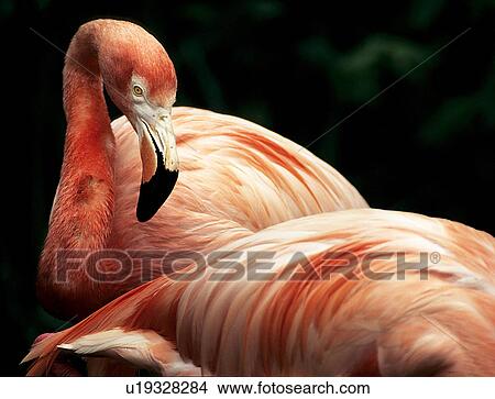 Picture -  nature flamingo wading bird vertebrate animal . Fotosearch