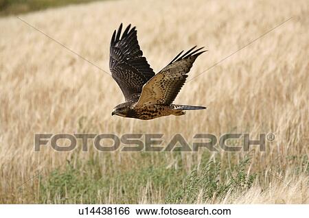 nature fledgling hawk in flight scenic swainsons View Large Photo Image Stock Photograph - nature fledgling hawk in flight scenic swainsons . Fotosearch